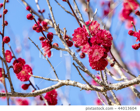 Plum blossom Plum blossom 44013604