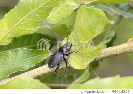 國和 國和 44014835