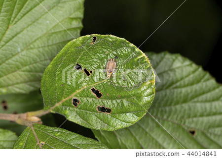 Sangoje beetle 44014841