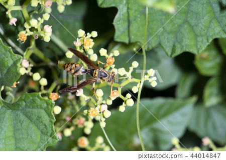 Polistes jokahamae 44014847