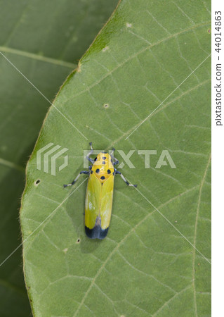 Tsunagogyo Oshoko 44014863