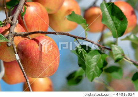 [Aomori Iwaki Yamazaki] Tsugaru的蘋果是日本最好的蘋果 44015024