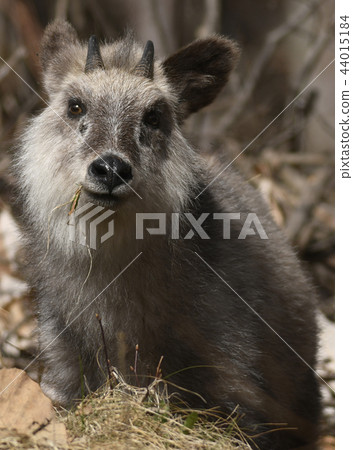 日本血清Capricornis crispus日本serow特別天然紀念碑 44015184