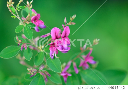 布什三葉草 44015442