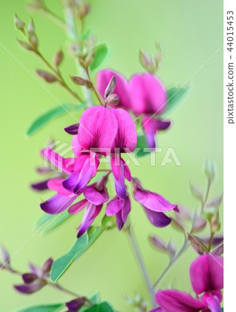 布什三葉草 44015453