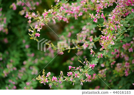 奈良的玫瑰花8，Naramachi Motokoji 44016183