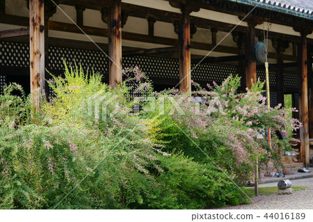奈良/奈良町元子的玫瑰花18 奈良/奈良町元子的玫瑰花18 44016189