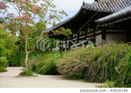 奈良/奈良町元町的櫻花19 44016190