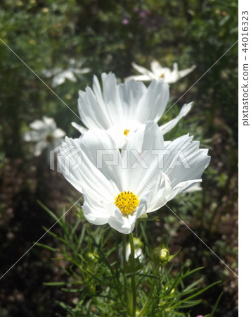 波斯菊白花 波斯菊白花 44016323