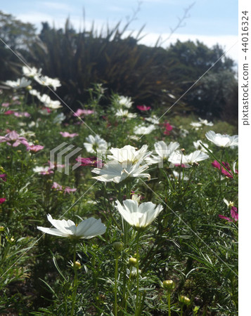 波斯菊白花 44016324