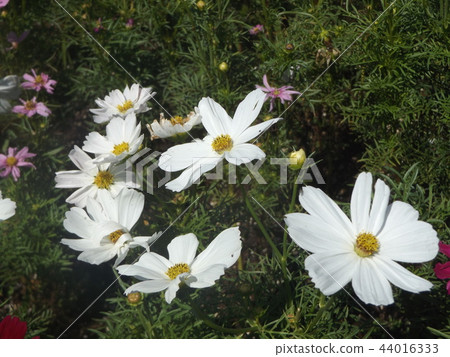 秋天花波斯菊白花 秋天花波斯菊白花 44016333