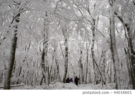 雪，雪花，霜 44016601