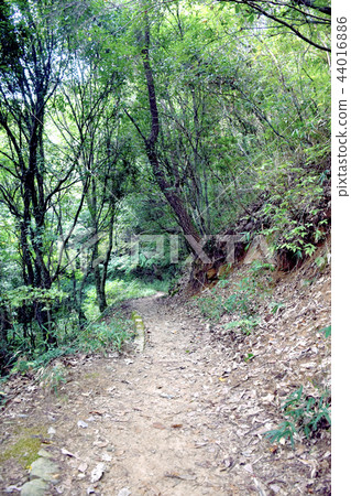 山路 山路 44016886