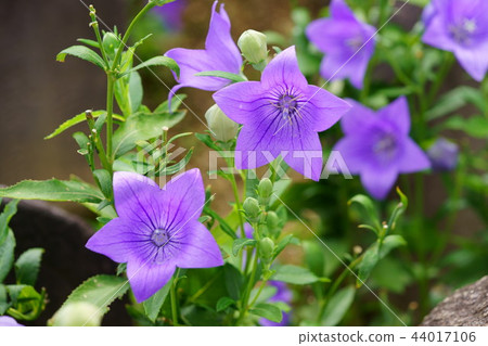 Chinese bellflower 5 of Nara, Naramachi Motokoji 44017106