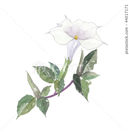Chosun morning glory Chosun morning glory 44017171
