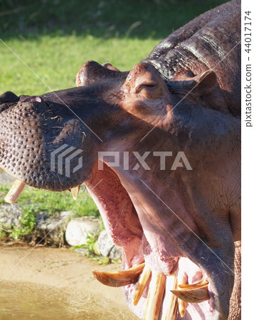 Hippopotamus Hippopotamus 44017174