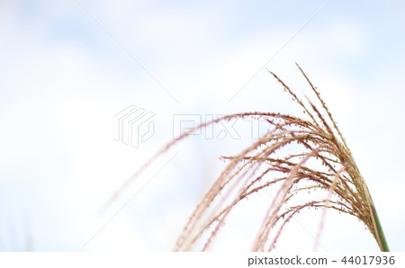 One back in the sky back 44017936