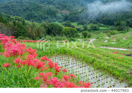 [千葉縣] Oyama Senmaida開花 44017983
