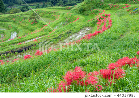 [千葉縣] Oyama Senmaida開花 44017985