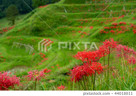 [千葉縣] Oyama Senmaida開花 44018011