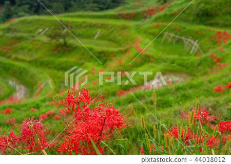 [千葉縣] Oyama Senmaida開花 44018012