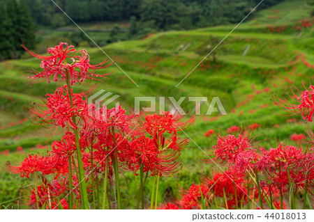 [千葉縣] Oyama Senmaida開花 44018013