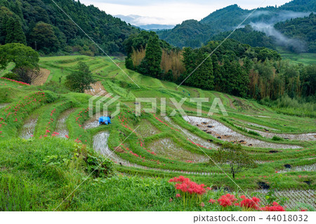 [千葉縣] Oyama Senmaida開花 44018032