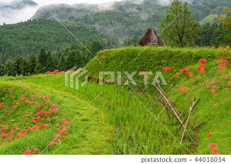 [Chiba Prefecture] Oyama Senmaida blooms 44018034