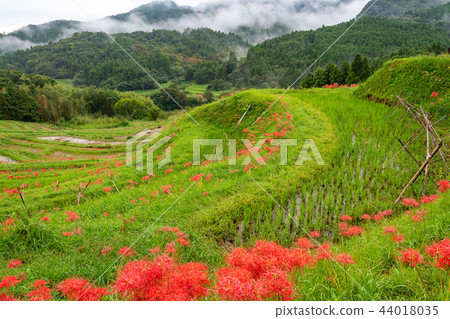 [Chiba Prefecture] Oyama Senmaida blooms 44018035