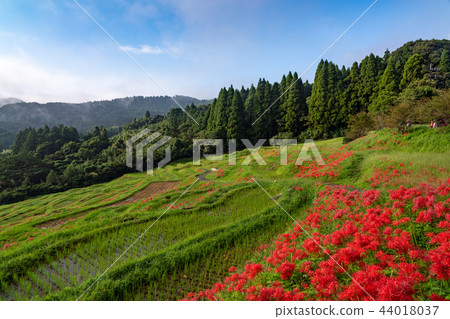 [Chiba Prefecture] Oyama Senmaida blooms 44018037