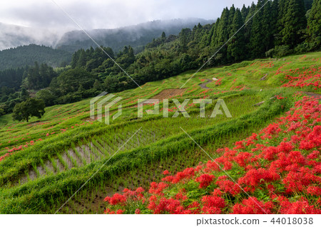 [Chiba Prefecture] Oyama Senmaida blooms 44018038