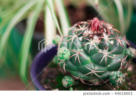 Cactus Cactus 44018601