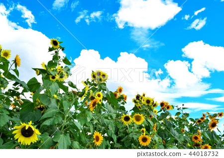 Sunflower summer sky Sunflower summer sky 44018732