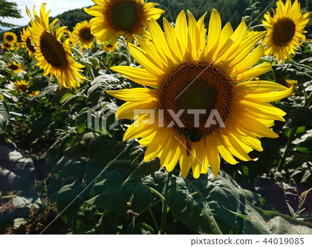 Sunflower and giant bee Sunflower and giant bee 44019085