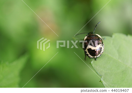 Red moth larvae 44019407