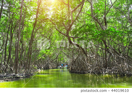 Mangrove forest, Ria Celestun lake, Mexico Mangrove forest, Ria Celestun lake, Mexico 44019610
