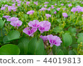 Blooming Morning Glory flowers on the beach 44019813