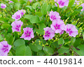 Blooming Morning Glory flowers on the beach 44019814