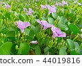 Blooming Morning Glory flowers on the beach 44019816