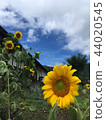 Himawari Ouchi酒店 44020545