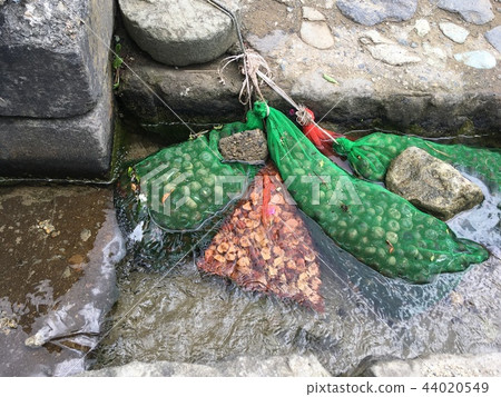 Clear stream chilling chestnuts 44020549