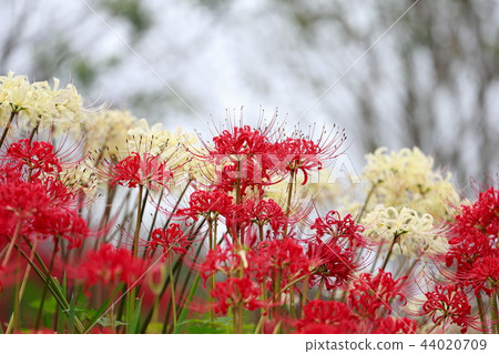 Cluster amaryllis 44020709