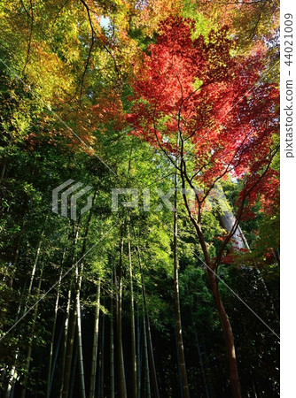 秋天竹林 44021009