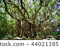 Banyan tree 44021385