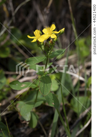 Otomoliths Otomoliths 44021400