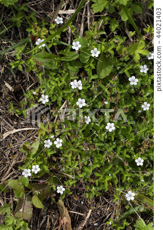 Geranium thunbergii Geranium thunbergii 44021403