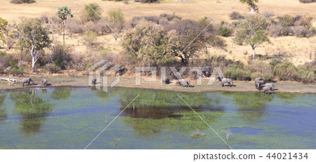 Elephants in the Okavango delta (Botswana) 44021434