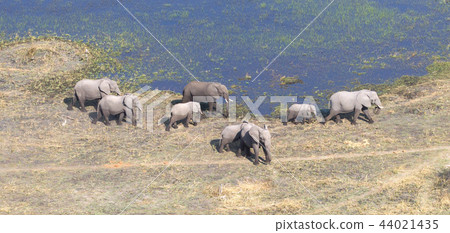 Elephants in the Okavango delta (Botswana) 44021435