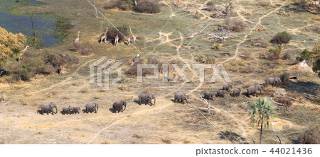Elephants and giraffes in the Okavango delta  44021436