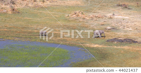 Elephant (mother and calf) Elephant (mother and calf) 44021437